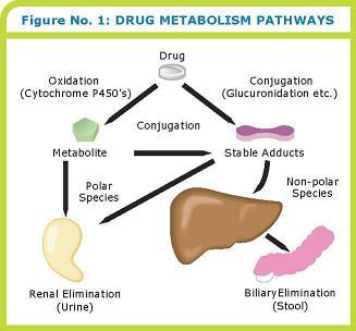 drugs metabolism