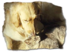 Pets