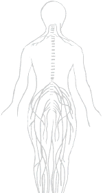 Article: The Central Nervous System and HIV
