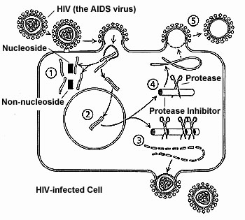 Nucleoside Analog