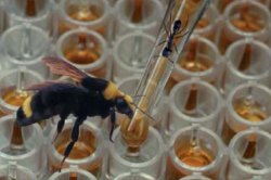 Five Ways to Tackle Toxicity (or the Ant, the Spider, and the Bee)