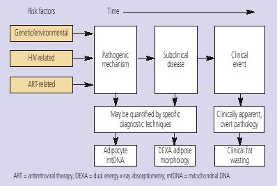 Figure 2. Model for the Pathogenesis and Time Course of Lipoatrophy