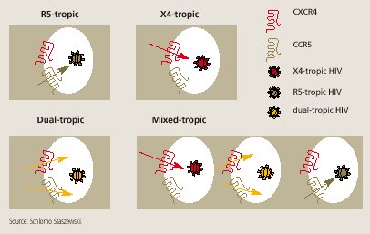 Figure 4. The Difference Between Dual-Tropic and Mixed-Tropic HIV Populations