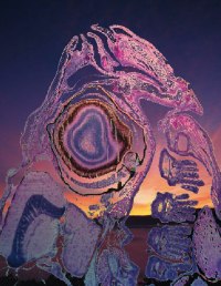 A World Without an HIV Vaccine (or, Sunrise With Sea Monsters)