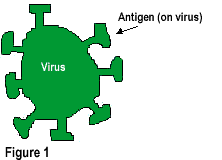 Figure 1: Antigen on virus.