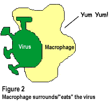 Figure 2: Macrophage surrounds/eats the virus.