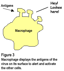 Figure 3: Macrophage displays the antigens of the virus on its surface to alert and activate the other cells.