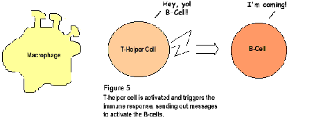Figure 5: T-helper cell is activated and triggers the immune response, sending out messages to activate the B-cells.