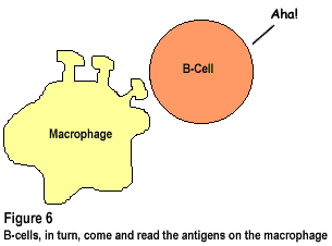 Figure 6: B-cells, in turn, come and read the antigens on the macrophage.