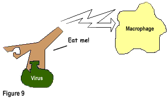 Figure 9: Once bound to the virus, the antibody signals a macrophage to eliminate the virus.