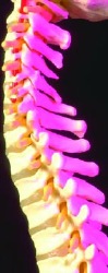 Article: Building Better Bone