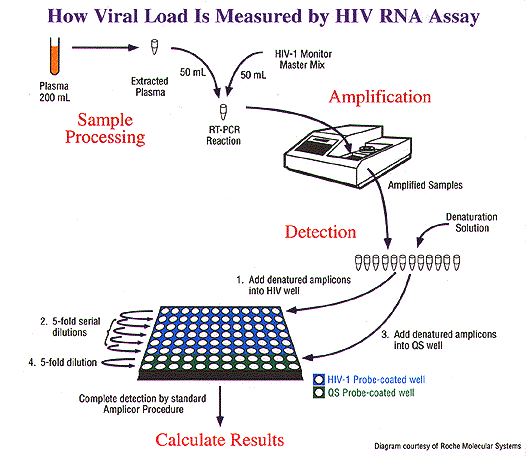 HIV RNA PCR ne demek?