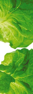 Article: It Pays to Be Picky: Tips for Selecting, Storing and Preparing Fruits and Vegetables