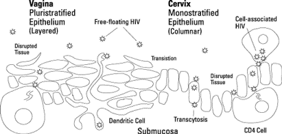 How HIV Gets Through Mucosal Tissue