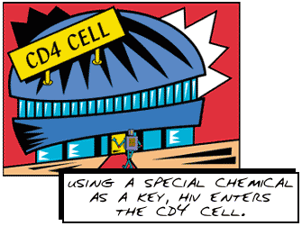Using a special chemical as a key, HIV enters the CD4 cell.
