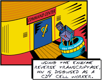 Using the enzyme reverse transcriptase, HIV is disguised as a CD4 cell worker.
