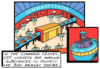 In the command center, CD4 workers are making substances to protect the body against disease.
