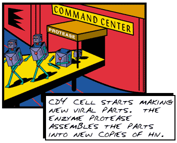 CD4 cell starts making new viral parts. The enzyme protease assembles the parts into new copies of HIV.