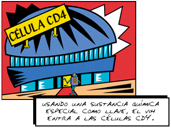 Usando una sustancia qu�mica especial como llave, el VIH entra a las c�lulas CD4.