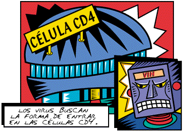 Los virus buscan la forma de entrar en las c�lulas CD4.