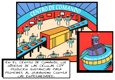 En el centro de comando, los obreros de las células CD4 producen sustancias para proteger al organismo contra las enfermedades.