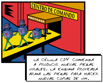 La c�lula CD4 comienza a producir nuevas piezas virales. La enzima proteasa arma las piezas para hacer nuevas copias de VIH.