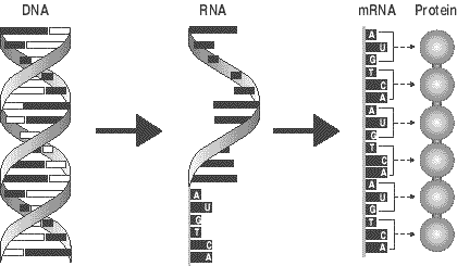 1 adn -> 1 ARNm -> 1 protéine