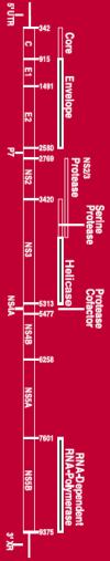 Hepatitis C Virus (HCV) and HIV/HCV Coinfection: A Critical Review of Research and Treatment