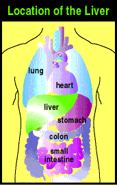 Location of the Liver