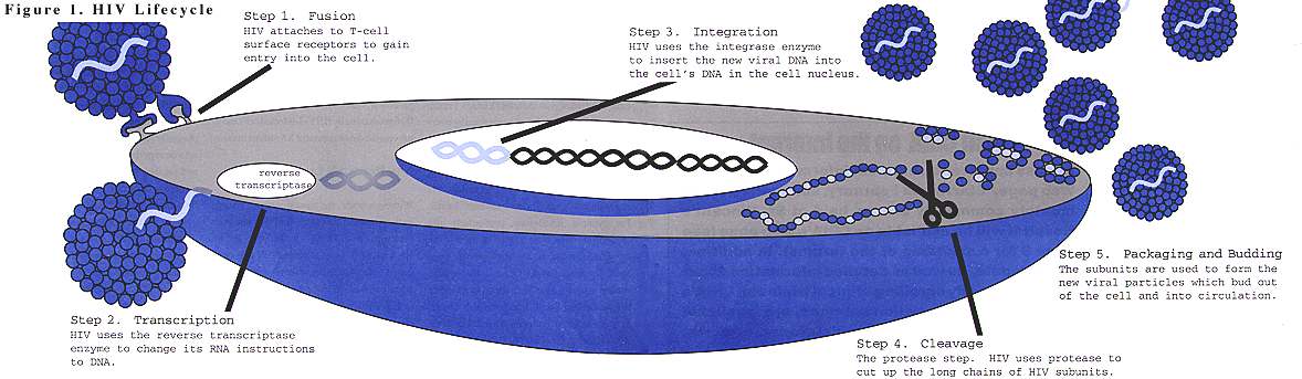Diagram of HIV Lifecycle