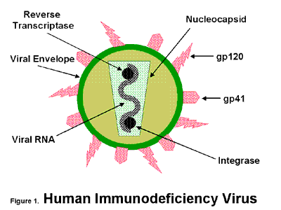 Viruses Cell