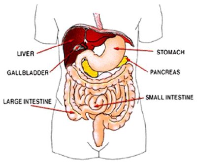 organs of human body. organ in the human body.