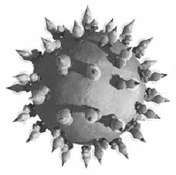Hepatitis C