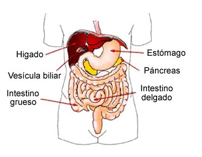cuerpo humano organos. grande del cuerpo humano.