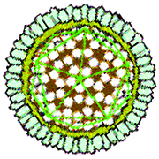 Hepatitis B