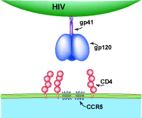 How HIV Fuses to a Cell