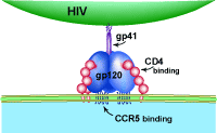 How HIV Fuses to a Cell
