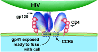 How HIV Fuses to a Cell
