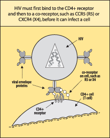 HIV must first bind to the CD4+ receptor and then to a co-receptor, such as CCR5(R5) or CXCR4(X4), before it can infect a cell.