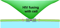 How HIV Fuses to a Cell