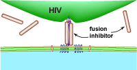 Receptor Blocker and Fusion Inhibitor