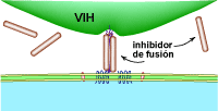 Inhibidor de fusi�n