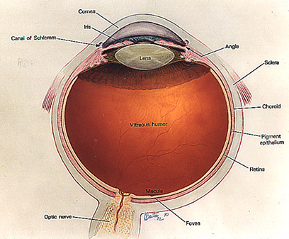 Eye Diagram - TheBody.com