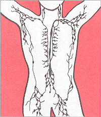Diagram of lymphatic system