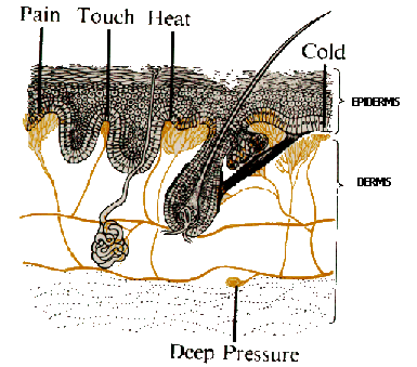 Nerve Signal