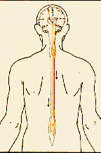 Descending Spinal Tracts