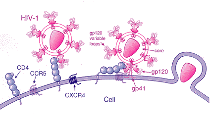 Hiv Cd4