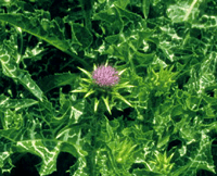 Herbs at a Glance: Milk Thistle