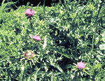 Herbs at a Glance: Milk Thistle