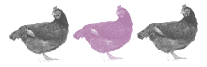 I have a job that involves working with animals. Should I quit?